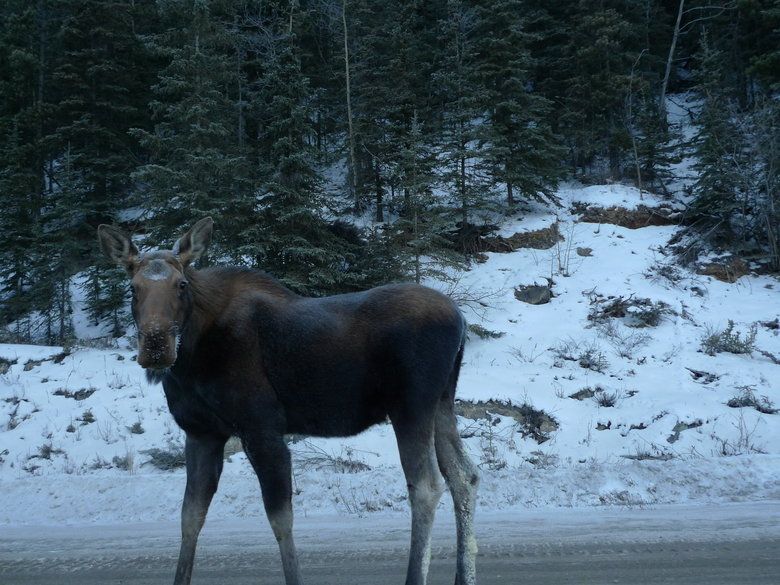 Moose parent